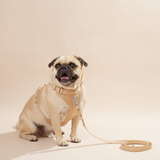 Everyday Harness Set — Lightweight & Adjustable -0
